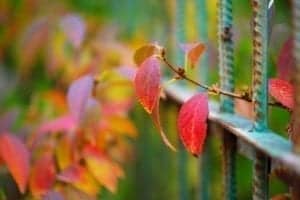 colorful vegetation in autumn season PE2LJ7Q colorful vegetation in Autumn season