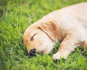 golden retriever puppy P48HJUT Golden Retriever Puppy