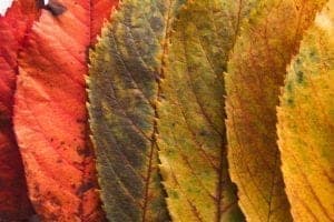 autumn seasonal background colourful ash leaves CESY85U Autumn seasonal background, colourful ash leaves