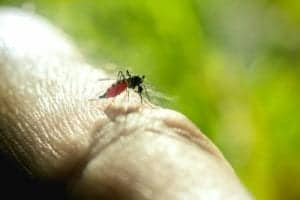 close up of mosquito sucking blood PZ6LDQ8 Close up of mosquito sucking blood