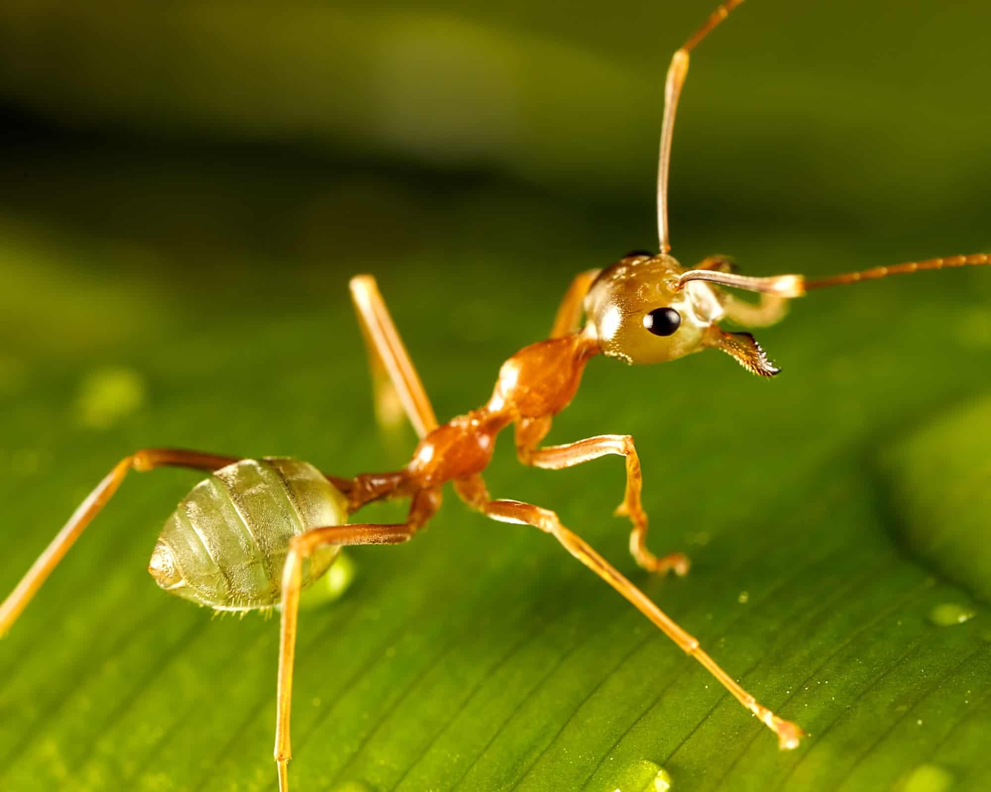 Your Local Exterminators - Pointe Pest Control | Chicago Pest Control and  Exterminator