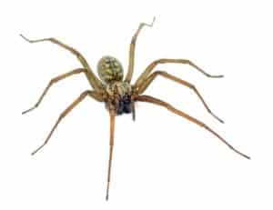 A Large Spider