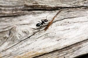 Ant Control