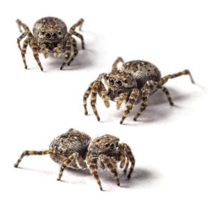 Jumping spider control