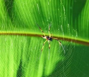 Spider Control