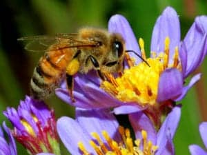 1 Honey Bee 001 1-Honey-Bee-001