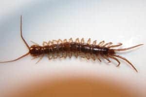 1200px Lithobius forficatus 1200px-Lithobius_forficatus