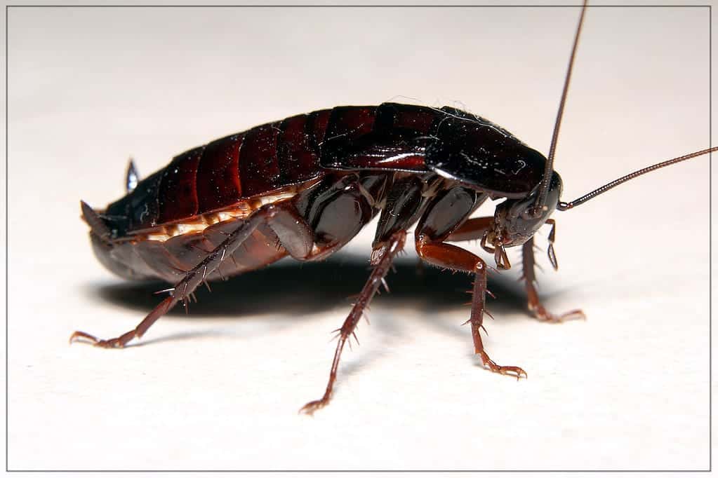 3769074159 045f4a0819 b The Life Cycle of Roaches