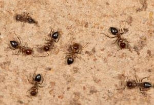 68743476 l 68743476 - ants on a brown wall