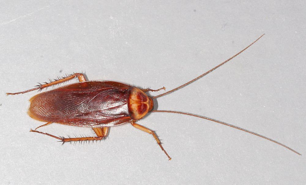 American cockroach The Life Cycle of Roaches