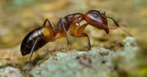 Argentine Ant FB Argentine-Ant-FB