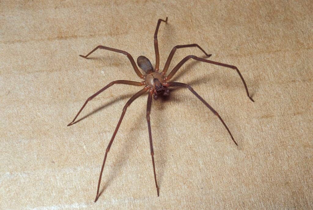 Brown recluse Different House Spiders and How to Keep Them Away