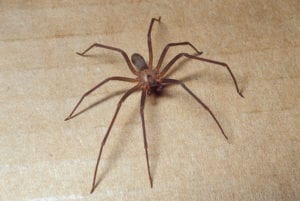 Brown recluse Brown recluse