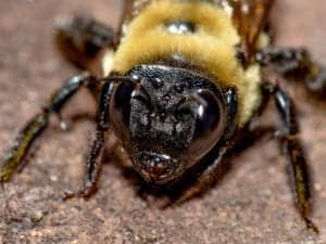 Carpenter bee close up Carpenter-bee-close-up