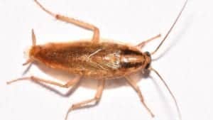 German cockroach dorsal 1280x720 1 German_cockroach_dorsal-1280x720