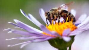 GettyImages 945905878 bee or honeybee in Latin Apis Mellifera on flower
