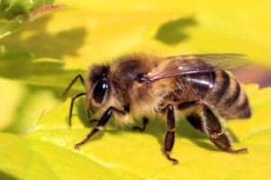 Honey bee Apis mellifera CharlesJSharpCC 1200x800 1 Honey_bee_Apis_mellifera_CharlesJSharpCC-1200x800