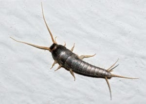 LepismaSaccharina LepismaSaccharina