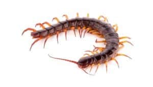 NOCO Pest and Wildlife Cotrol Centipedes NOCO-Pest-and-Wildlife-Cotrol-Centipedes