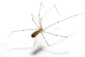 Pholcus.phalangioides.6905 Pholcus.phalangioides.6905