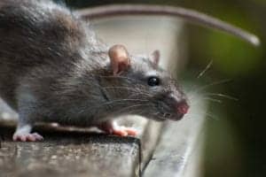 Roof Rat 1 Roof-Rat-1