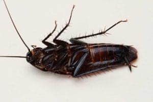 Smokybrown cockroach Smokybrown_cockroach