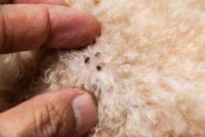 ThinkstockPhotos 545371420 Closeup of mite and fleas infected on dog fur skin