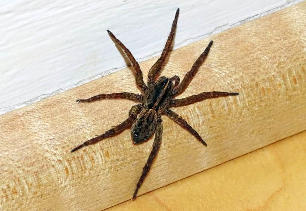 UNX2RYQPLFFBDBUKABFYXUPKX4 Different House Spiders and How to Keep Them Away
