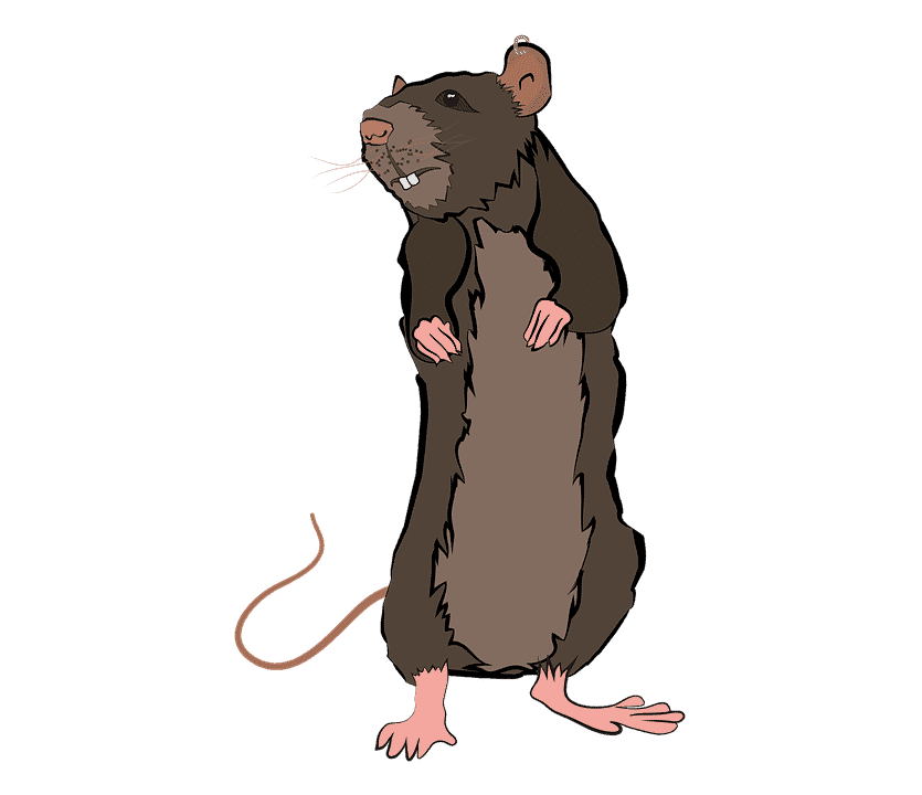 animal 3655802 960 720 Pest Library
