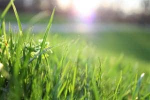 blade of grass depth of field environment garden 580900 blade-of-grass-depth-of-field-environment-garden-580900