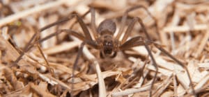 brown recluse spider brown-recluse-spider