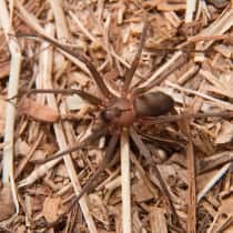 brown recluse1 210x210 1 Pest Library