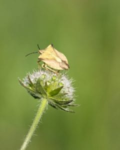 bug 4397516 1920 bug-4397516_1920