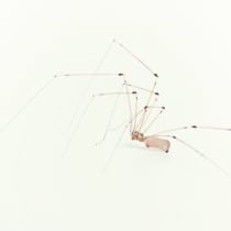 cellar spider1 210x210 1 Pest Library
