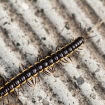 centipede1 210x210 1 Pest Library