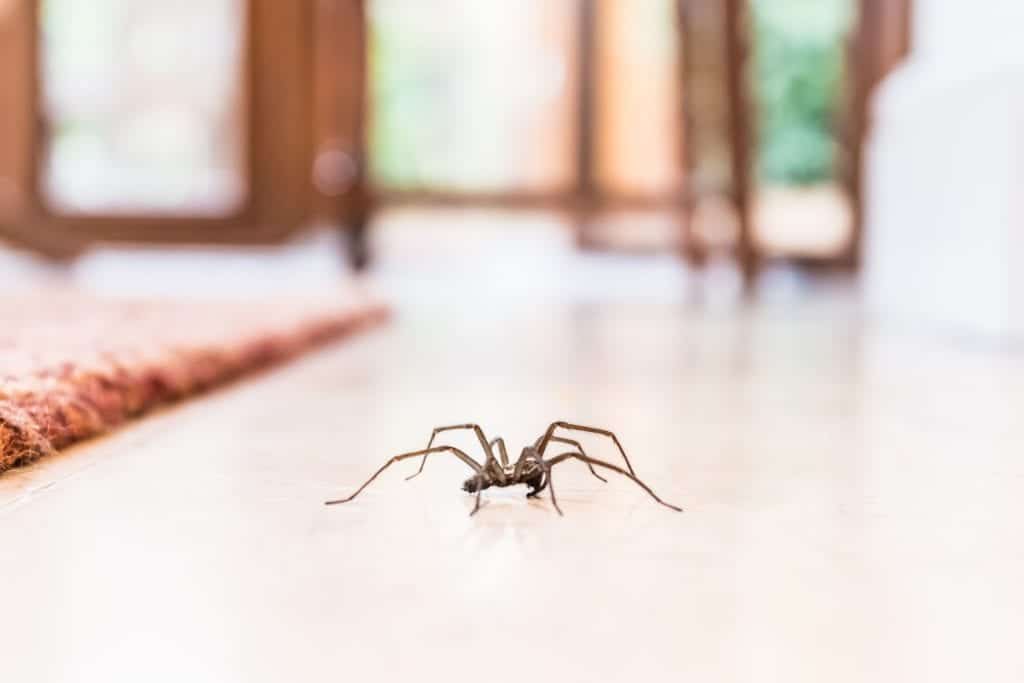 common house spider on the floor in a home royalty free image 1568322713 Different House Spiders and How to Keep Them Away