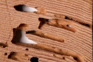 drywood termite damage drywood-termite-damage