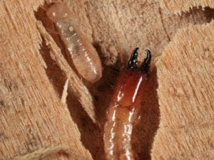 drywood termite soldier and worker drywood-termite-soldier-and-worker