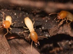 formosan termite soldiers 1 formosan-termite-soldiers-1