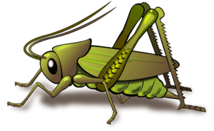 grasshopper PNG29 grasshopper_PNG29