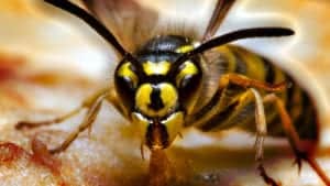 hornet 4 hornet-4