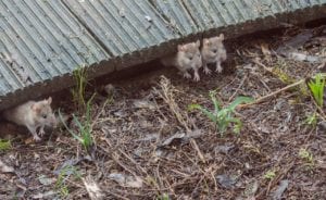 house mouse 4891355 1280 house-mouse-4891355_1280