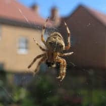 house spider1 210x210 1 Pest Library