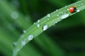 ladybug 574971 1280 ladybug-574971_1280