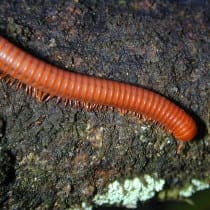 millipede1 210x210 1 Pest Library