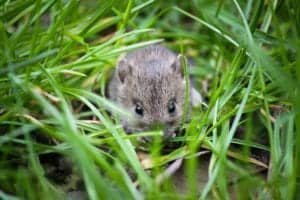 mouse 1335602 1280 mouse-1335602_1280