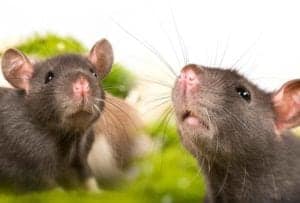 norway rats pest id norway-rats-pest-id