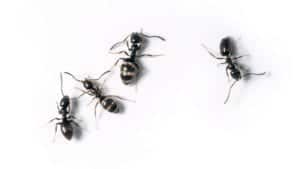 pc ants 9 1024x576 1 pc-ants-9-1024x576