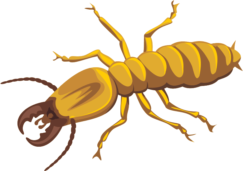 pngfind.com termite png 5319754 Pest Library