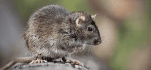 roof rat roof-rat